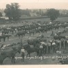 Stampeding cavalry horses
