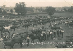 Stampeding cavalry horses