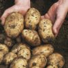 One potato, two potato - petty sessions