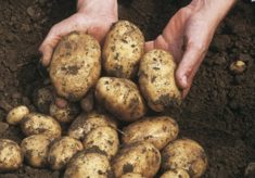 One potato, two potato - petty sessions