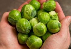 Theft of vegetables