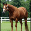 Cruelty to a mare