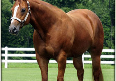 Cruelty to a mare