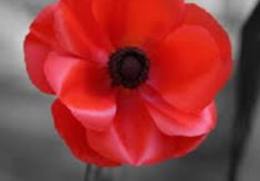 Hawthorne, Ernest Frederick James, 142, Police Constable.