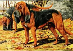 Hertfordshire Police Dogs A Brief History