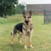 Police Dogs