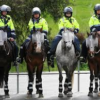 Police Horses