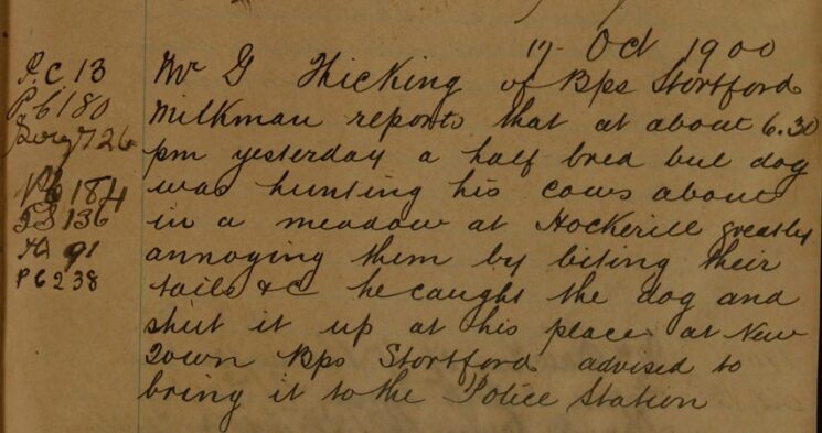 Report of Bull Dog Worrying Cows