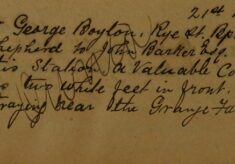 Stray Collie Dog Near Grange Farm