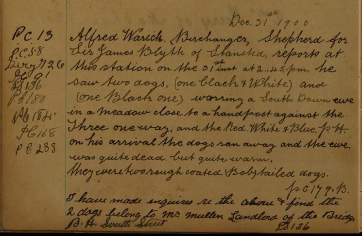 Report of Two Dogs Worrying a Ewe