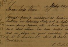 Pony Strayed From Meadow at Codicote Bottom