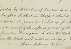 Bullock Strayed From Green Tye During The Night