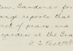 A Peck Of Pears And Some Apples Lost From The Grange Garden