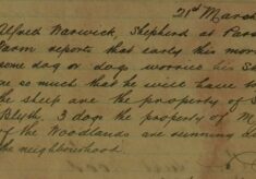Report of Three Dogs Worrying Sheep
