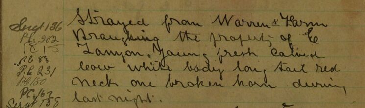 Cow Strayed From Warren's Farm, Braughing