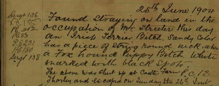 Stray Irish Terrier Bitch and Fox Hound Puppy Found On Mr Streeter's Land