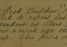 One Sheep Lost From A Meadow At Stort Lodge