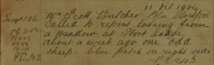 One Sheep Lost From A Meadow At Stort Lodge