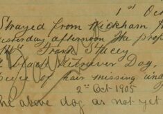Black Retriever Dog Strayed From Wickham Hall
