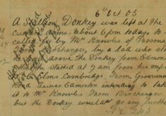 Donkey Left At The Currier's Arms For Collection By Its New Owner