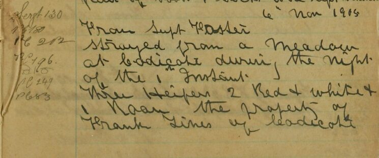 Three Heifers Strayed From A Meadow At Codicote
