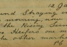 Two Heifers Found Straying In Rye Street