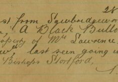 Black Bullock Lost From Sawbridgeworth