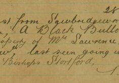 Black Bullock Lost From Sawbridgeworth