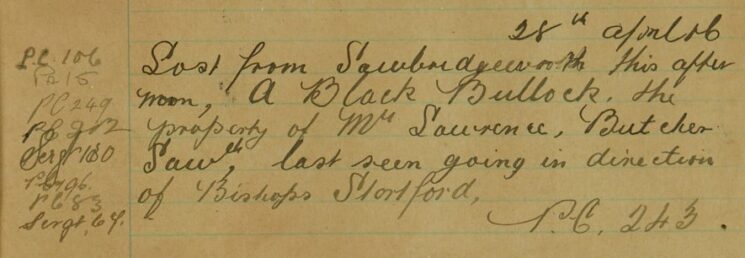 Black Bullock Lost From Sawbridgeworth