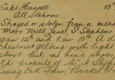 Gelding Strayed Or Stolen From A Meadow At St Stephens