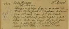 Gelding Strayed Or Stolen From A Meadow At St Stephens