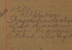 Heifer Strayed From Walsworth