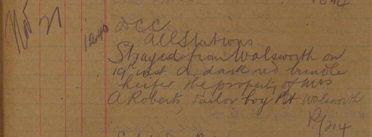 Heifer Strayed From Walsworth