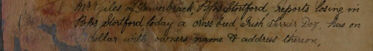 Irish Terrier Dog Lost In Bishops Stortford