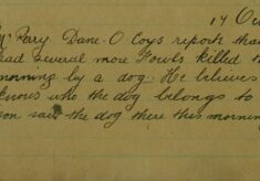 Fowls Killed By A Dog At Dane O'Coys