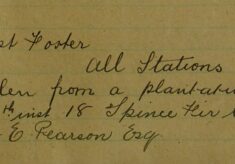 18 Fir Trees Stolen From A Plantation At Brickenden