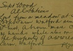 Mare Cob Lost From A Meadow At Watford