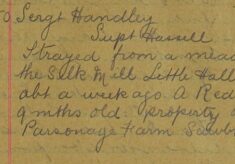 Heifer Strayed From A Meadow At Little Hallingbury