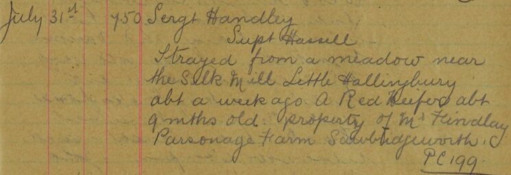 Heifer Strayed From A Meadow At Little Hallingbury