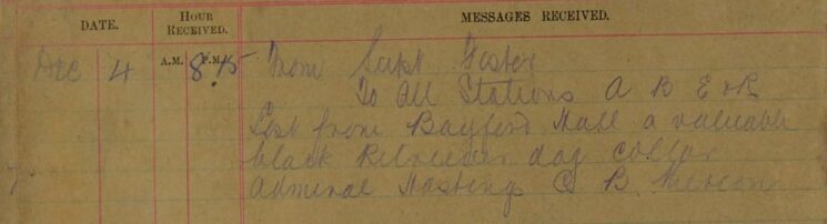 Lost Retriever Dog - Bayford Lost Retriever Dog - Bayford