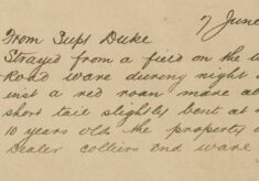 Horse Missing, Strayed from a Field