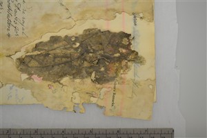 Grass stems and dirt adhered to pages