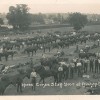 Stampeding Horses