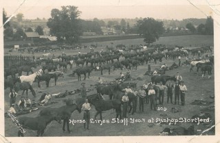 postcard_stampede_2 Horse lines of the Staffordshire Yeomanry at Bishop's Stortford | BISHM 566